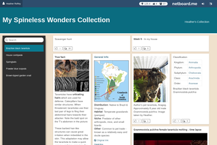 Interactive Learning Pages | netboard.me